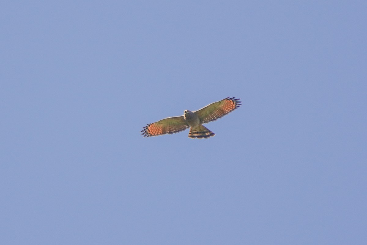Roadside Hawk - ML646579231
