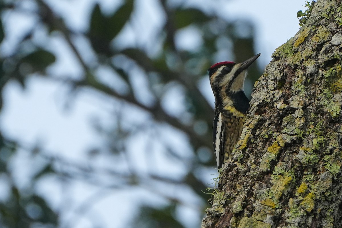 kanadasevjespett - ML646579233