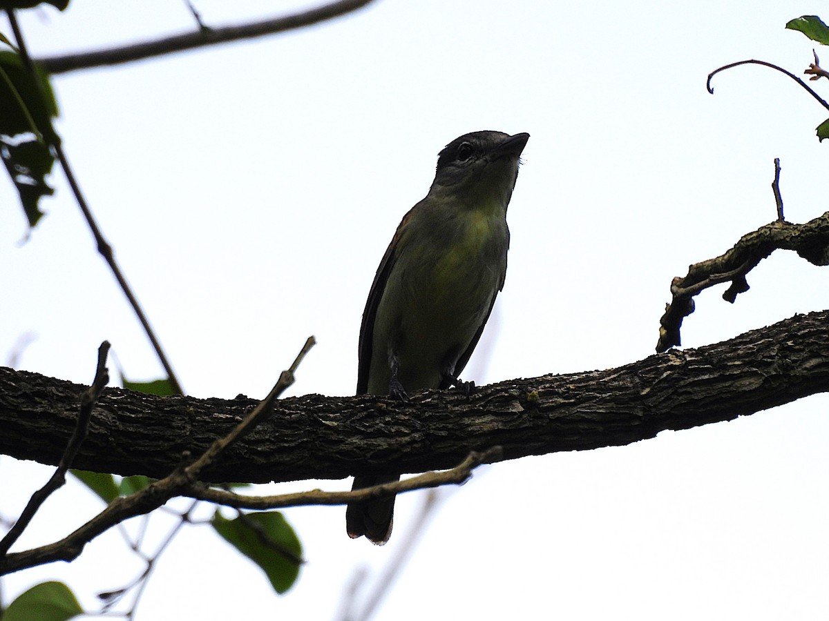 White-winged Becard - ML646579234