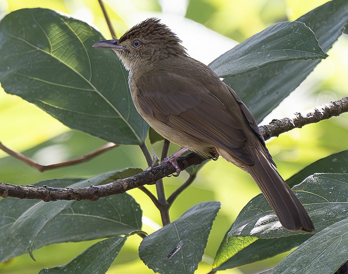 Olive Bulbul (Baker's) - ML646579236