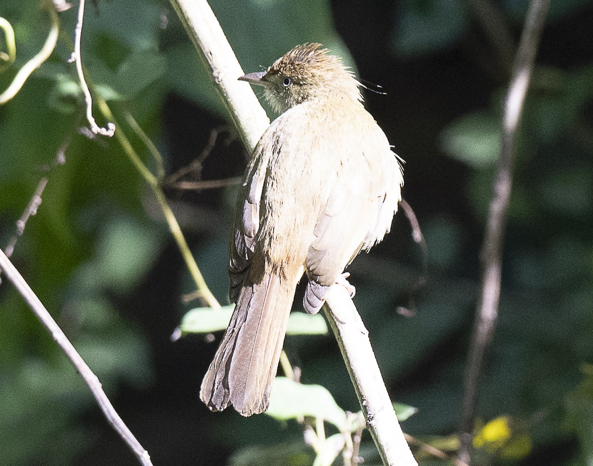 Olive Bulbul (Baker's) - ML646579240