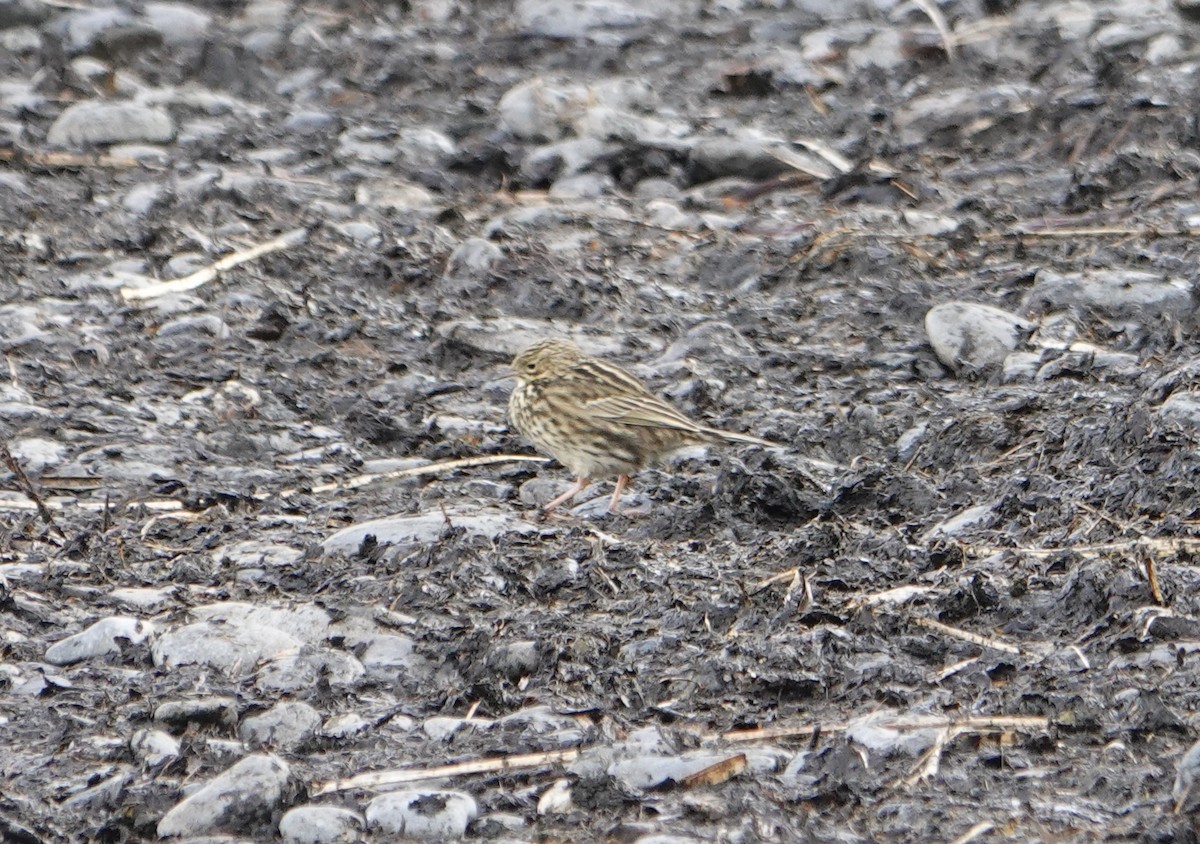 South Georgia Pipit - ML646579242
