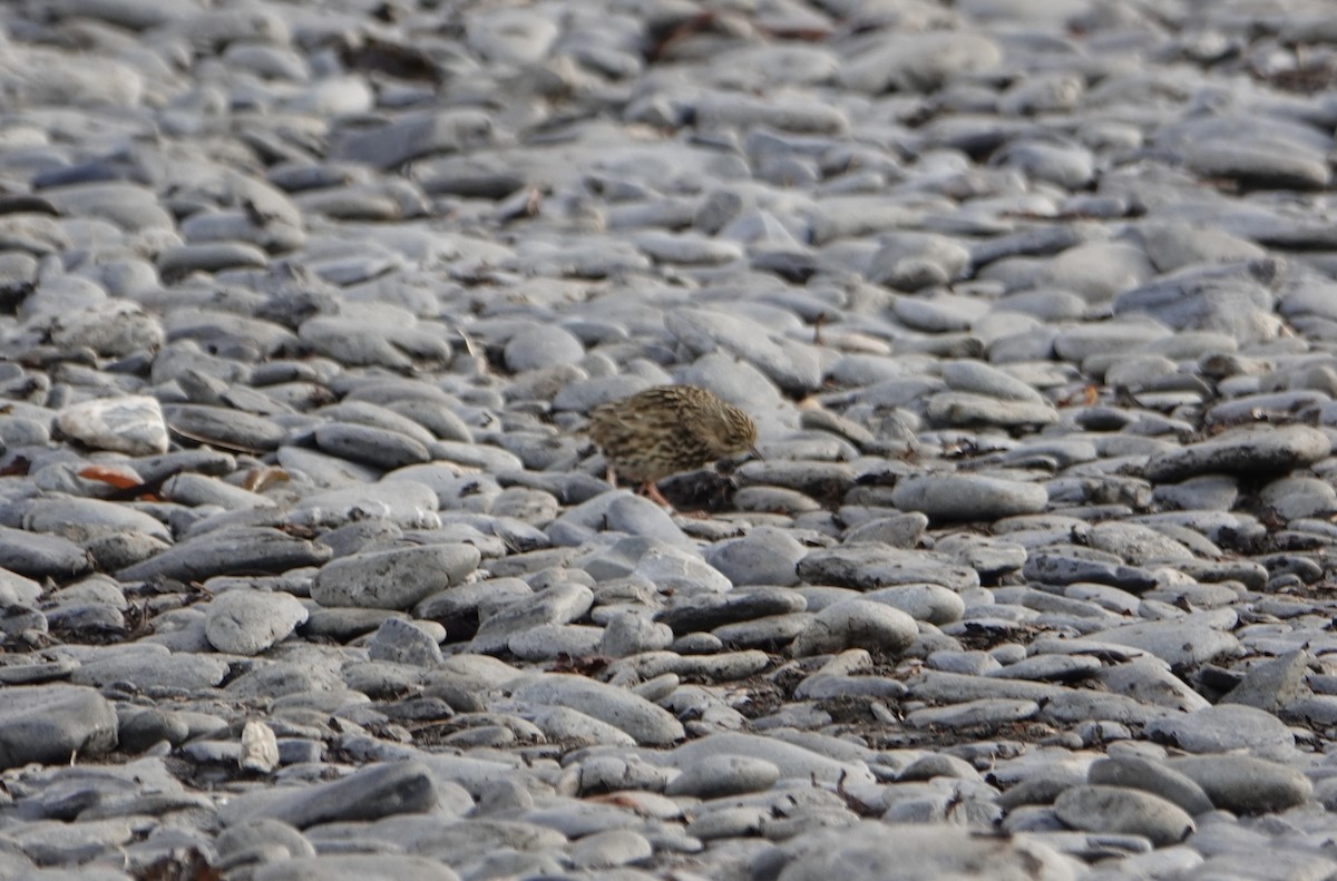 South Georgia Pipit - ML646579243