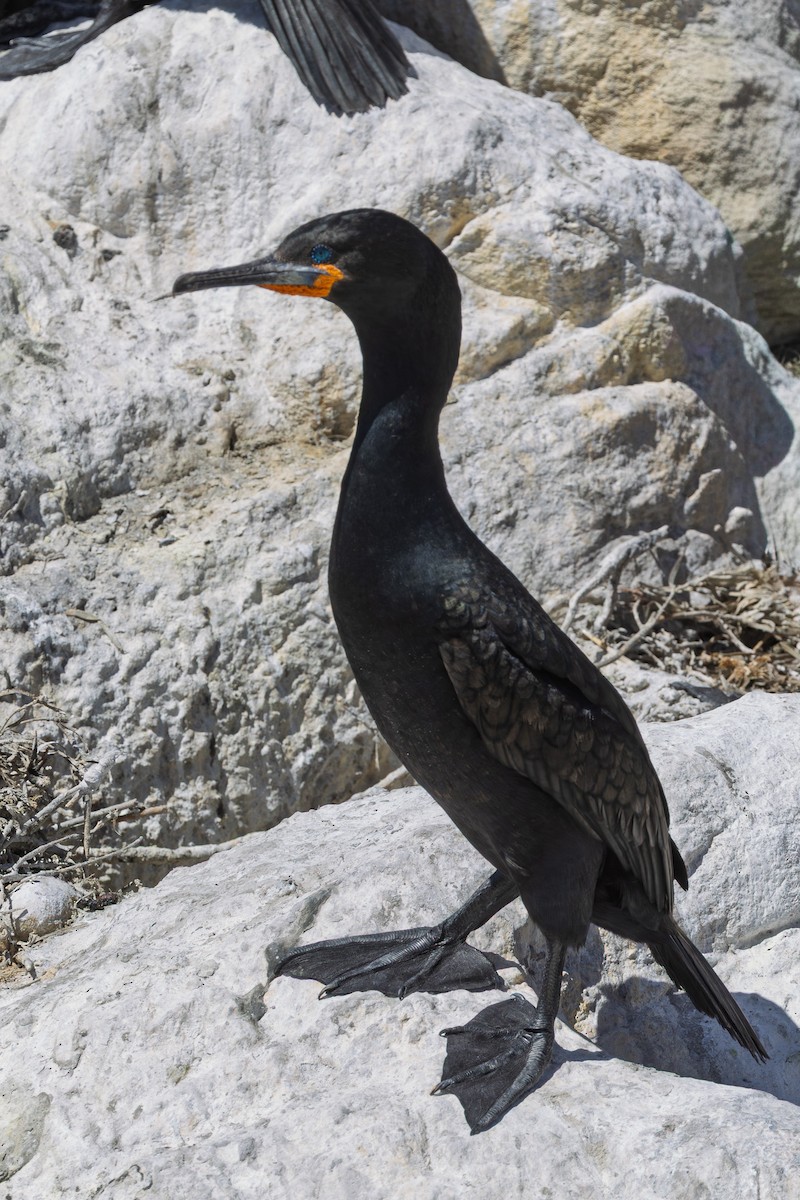 Cape Cormorant - ML646579244