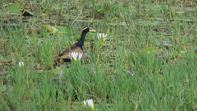 Jacana Bronceada - ML646579246