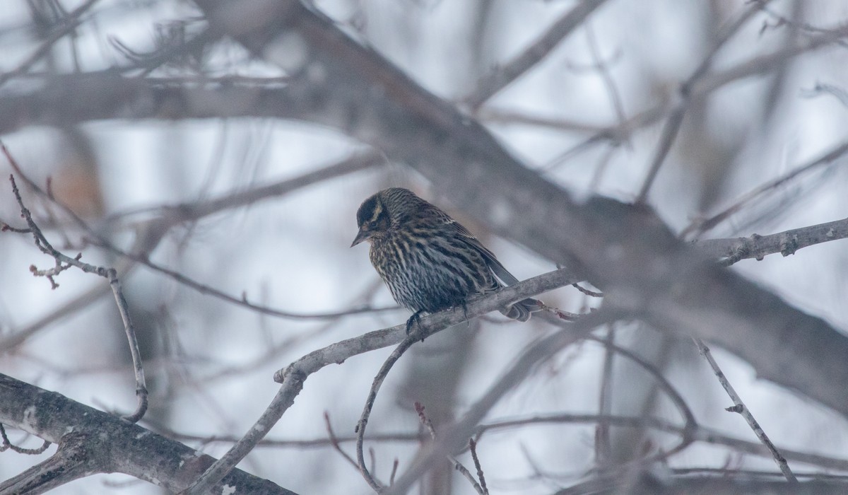 Red-winged Blackbird - ML646579254