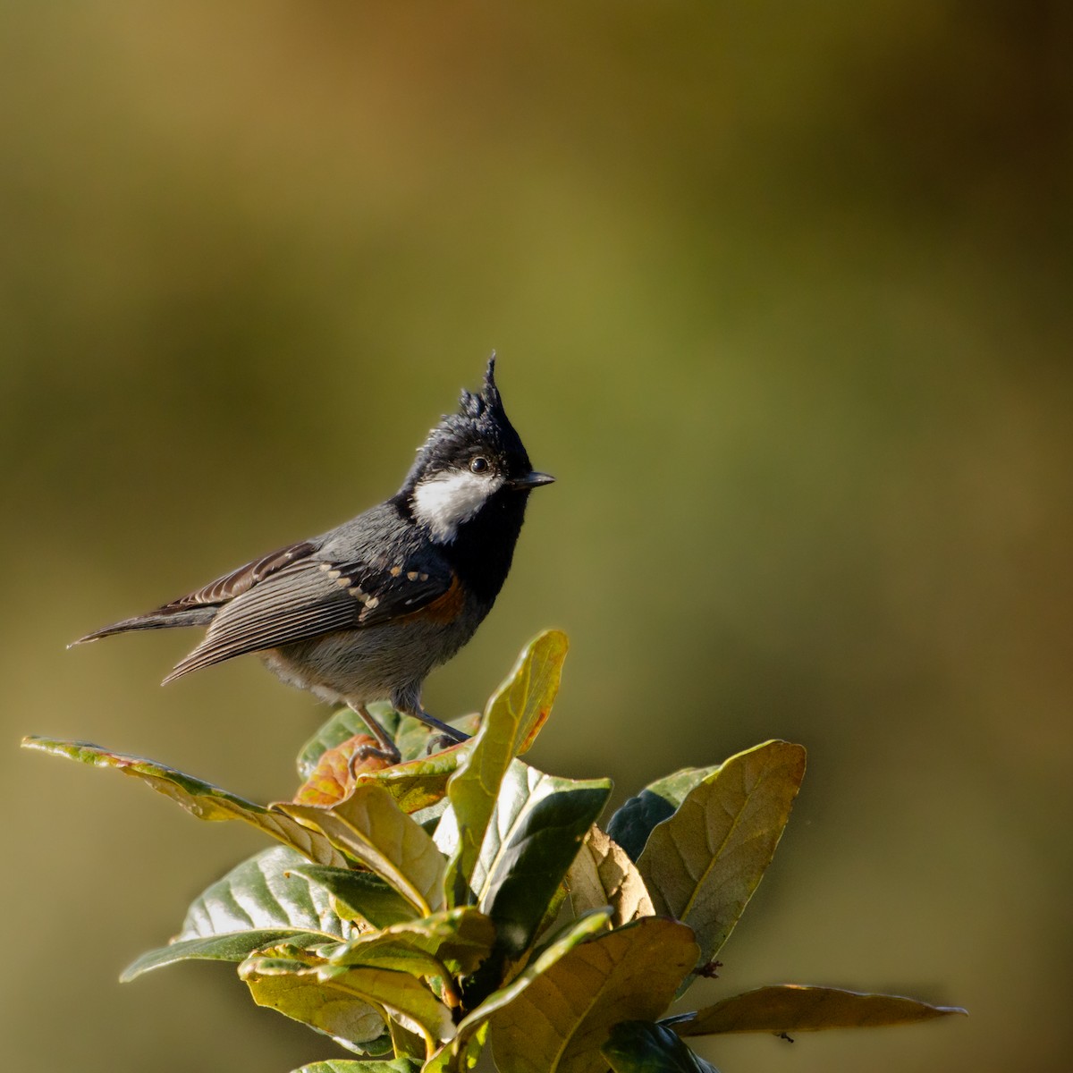 Coal Tit - ML646579256