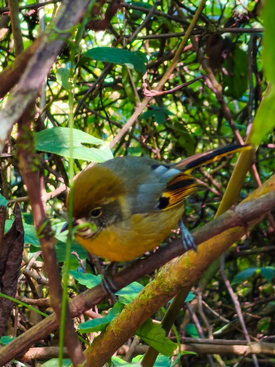 Рыжекрылый шива - ML646579261