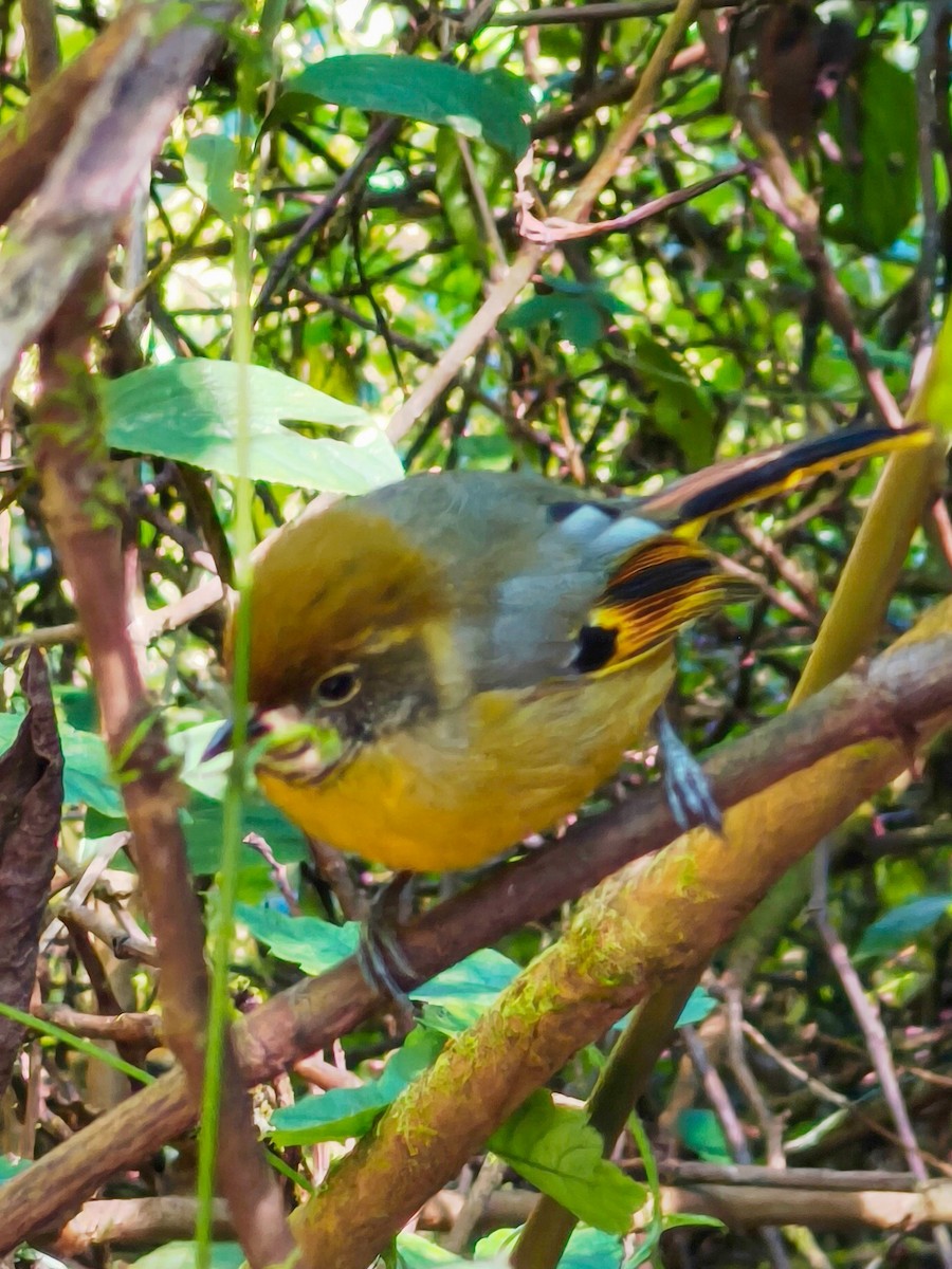 Рыжекрылый шива - ML646579262