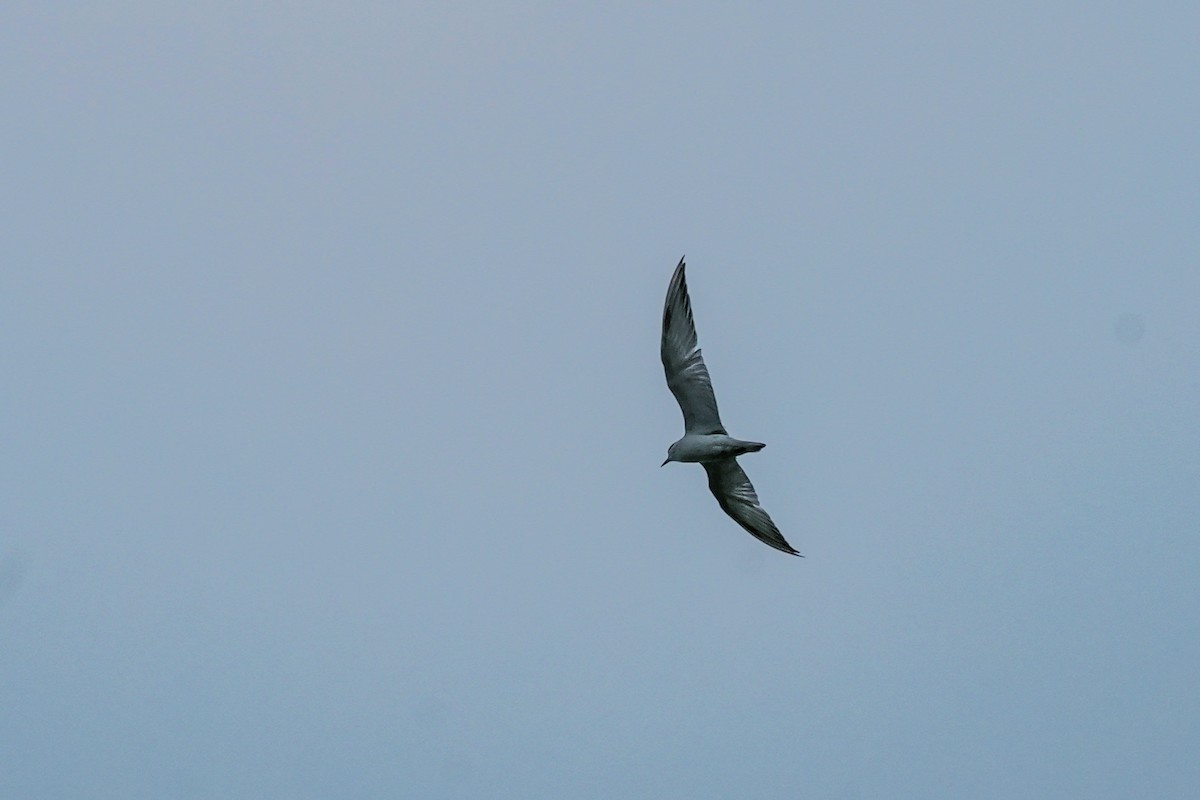 Itsas enara musuzuria - ML646579277