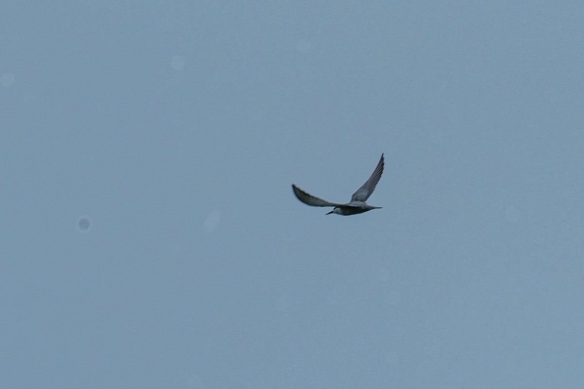 Itsas enara musuzuria - ML646579278