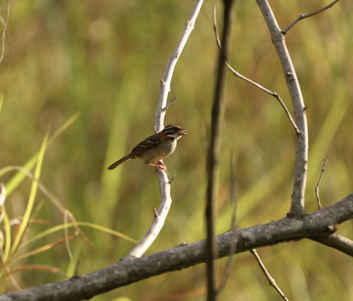 Rufous-collared Sparrow - ML646579279
