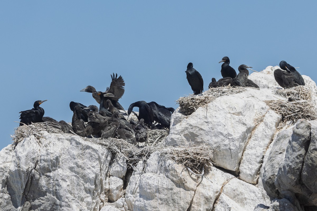 Cape Cormorant - ML646579285