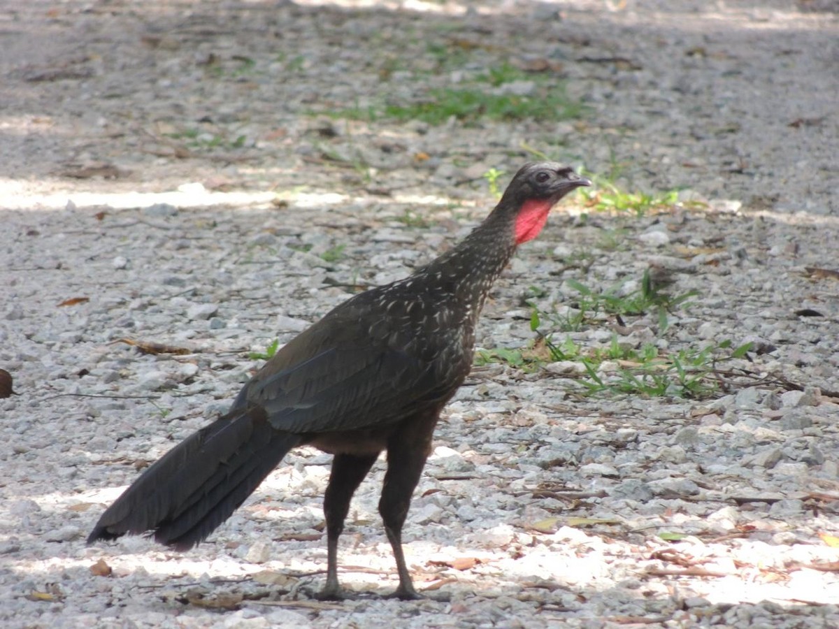 Dusky-legged Guan - ML646579286
