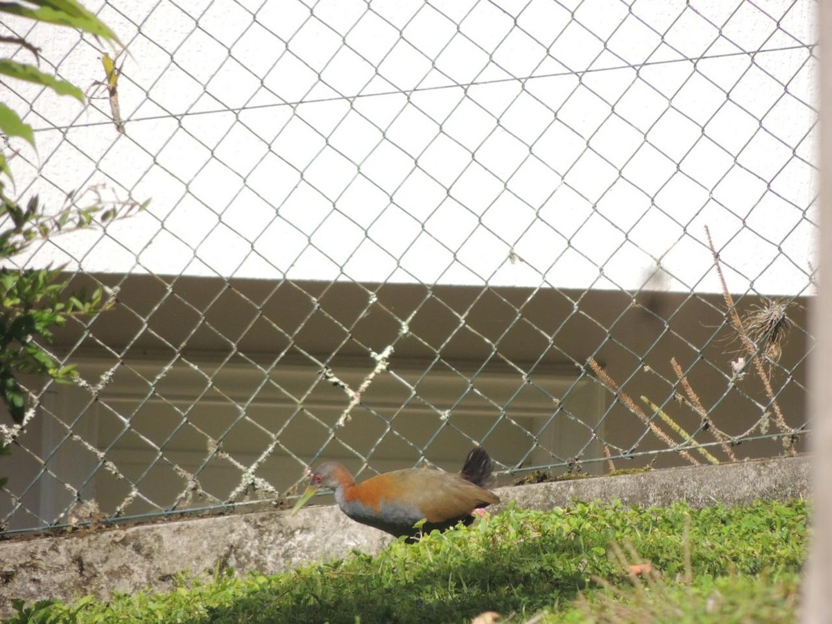 Slaty-breasted Wood-Rail - ML646579288