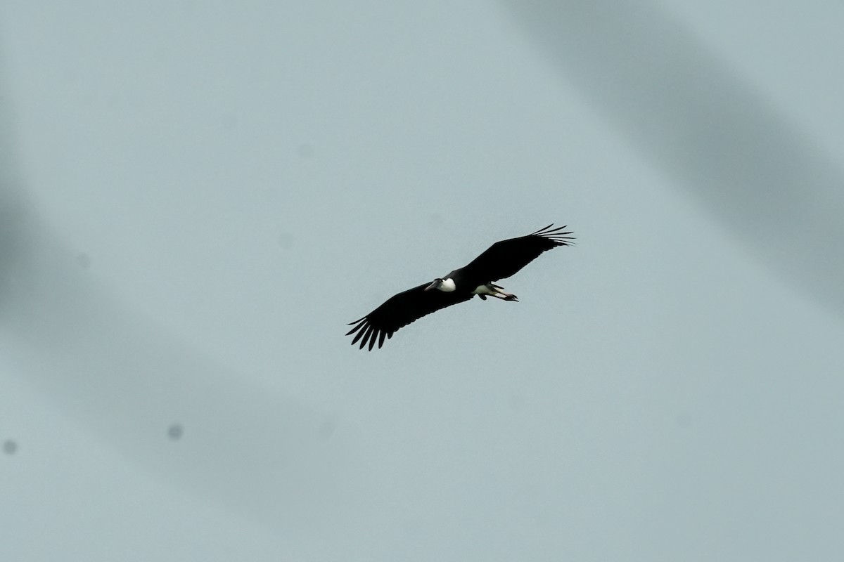 Zikoina lepazuri asiarra - ML646579290