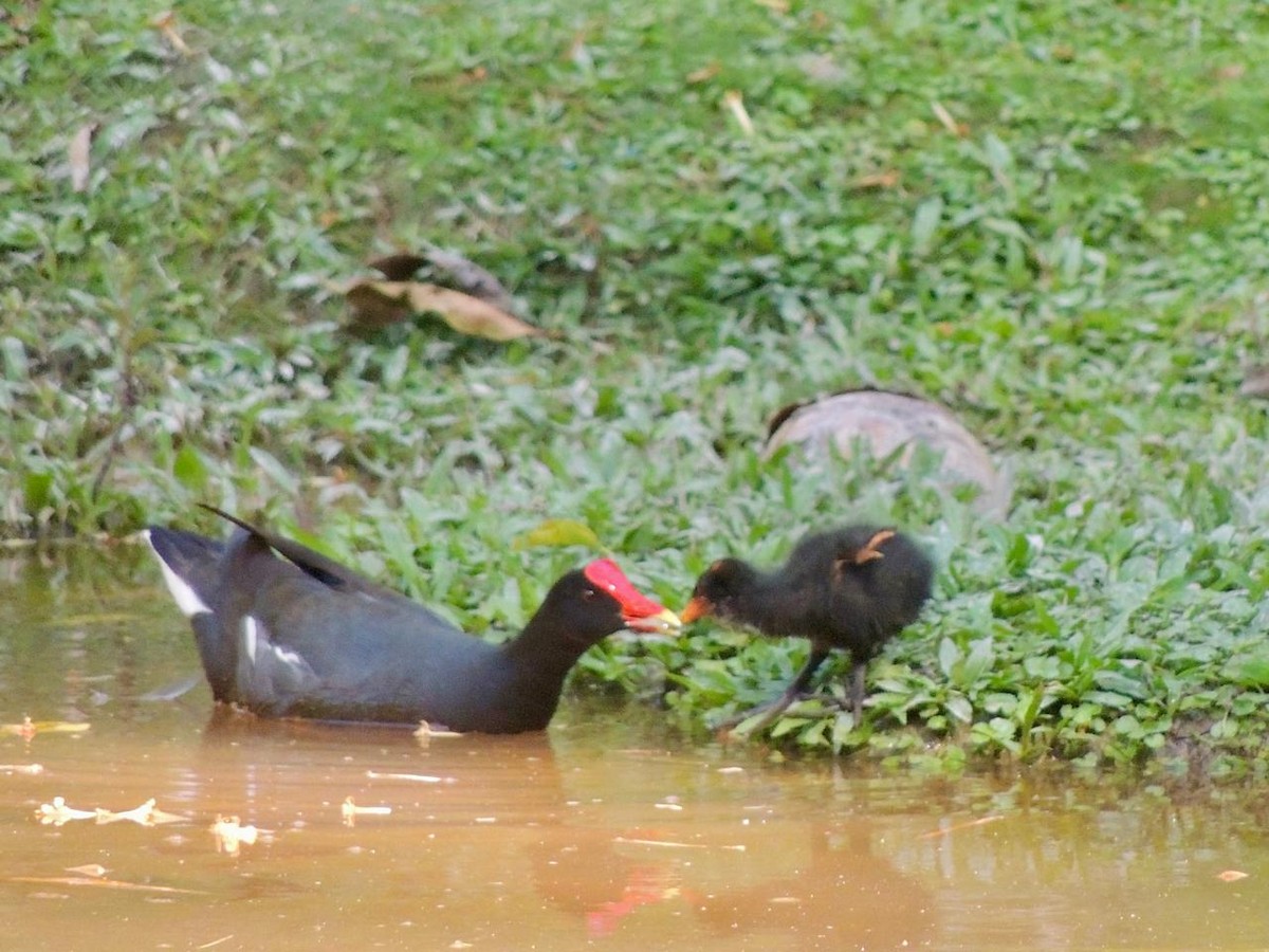 Uroilo amerikarra - ML646579292