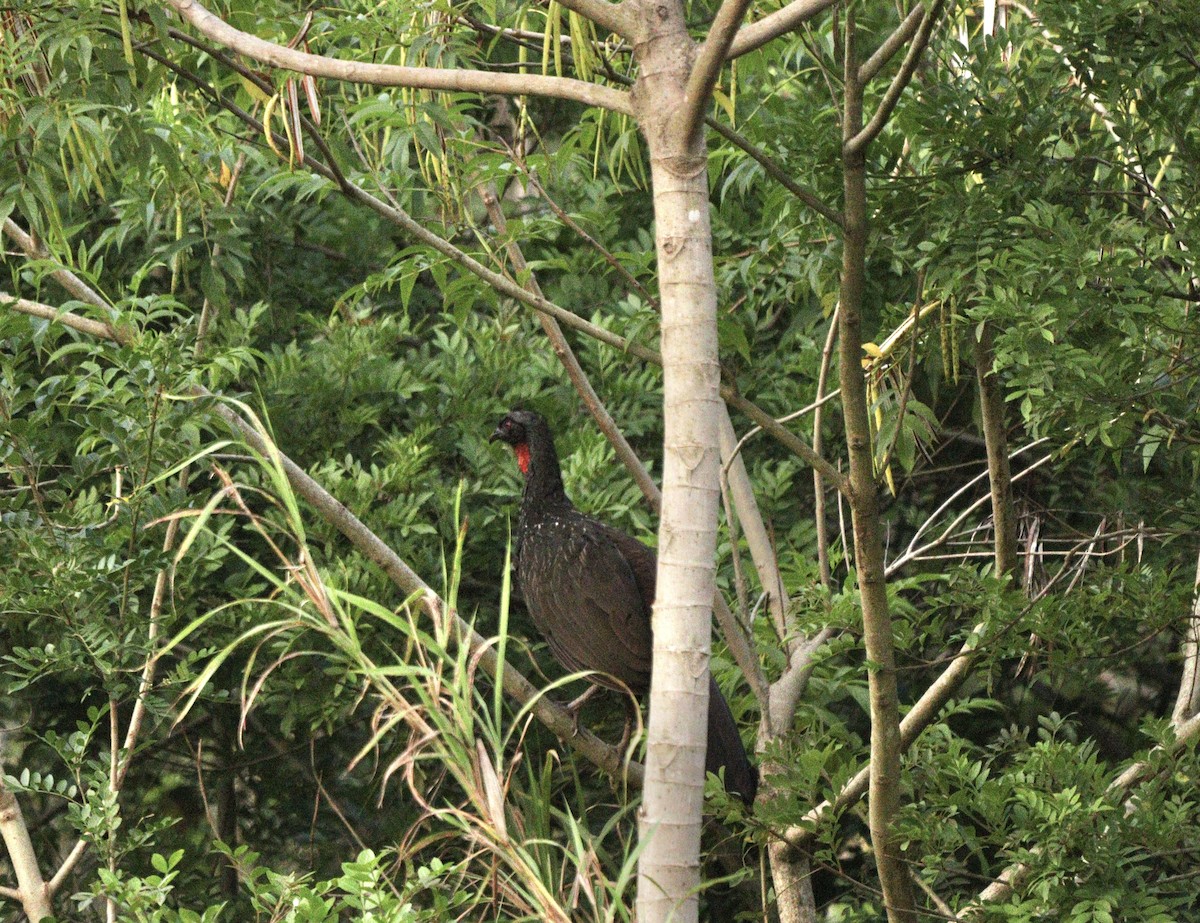Dusky-legged Guan - ML646579294