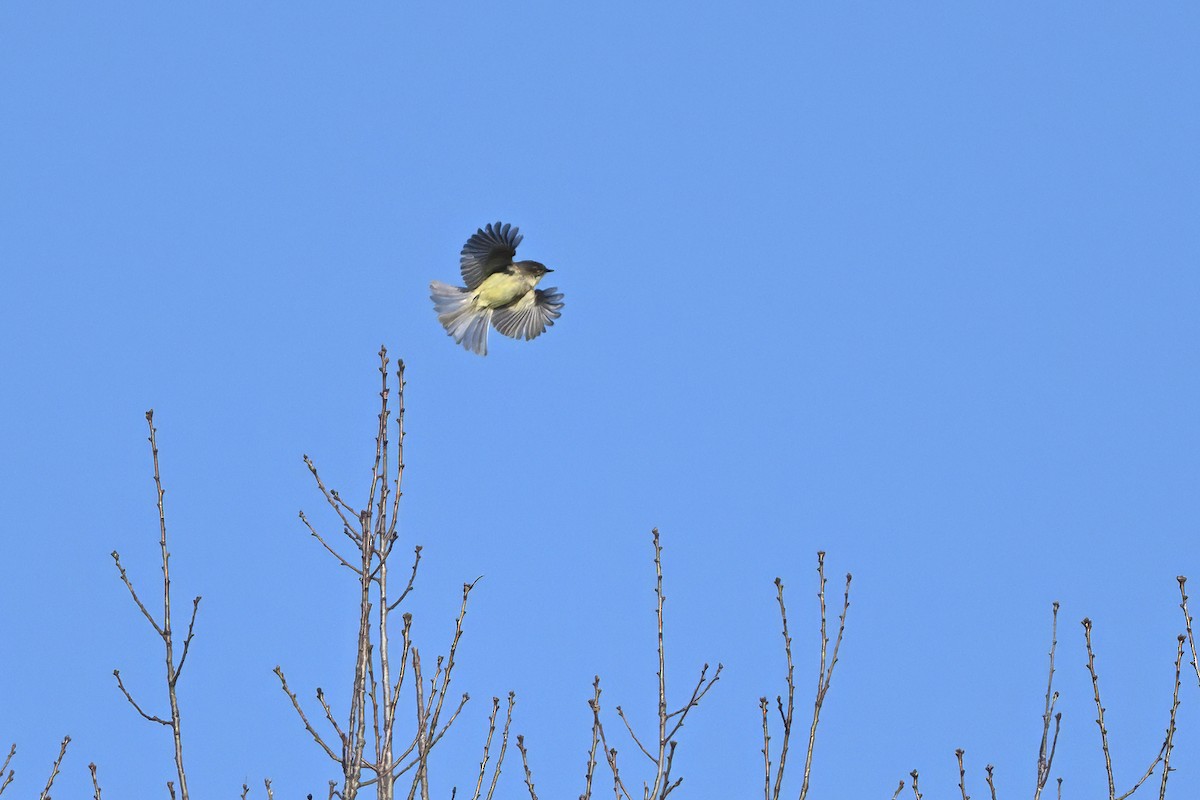 Eastern Phoebe - ML646579296