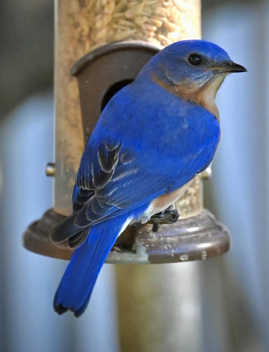 Eastern Bluebird - ML646579297