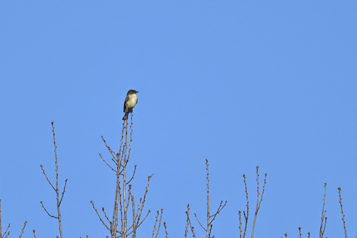 Eastern Phoebe - ML646579298