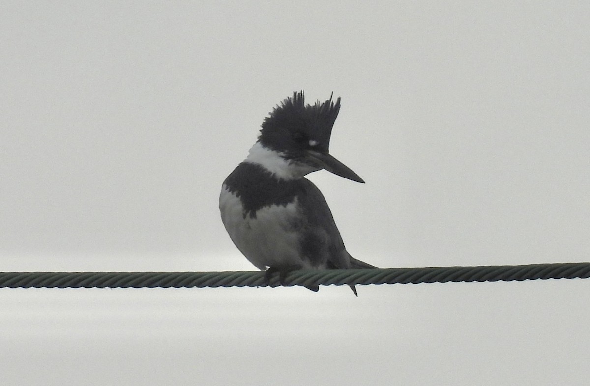 Martin handi iparramerikarra - ML646579300