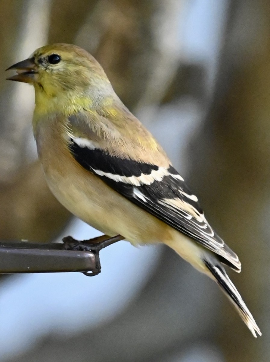 American Goldfinch - ML646579301