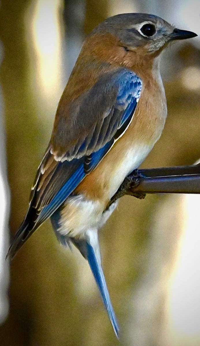 Eastern Bluebird - ML646579304