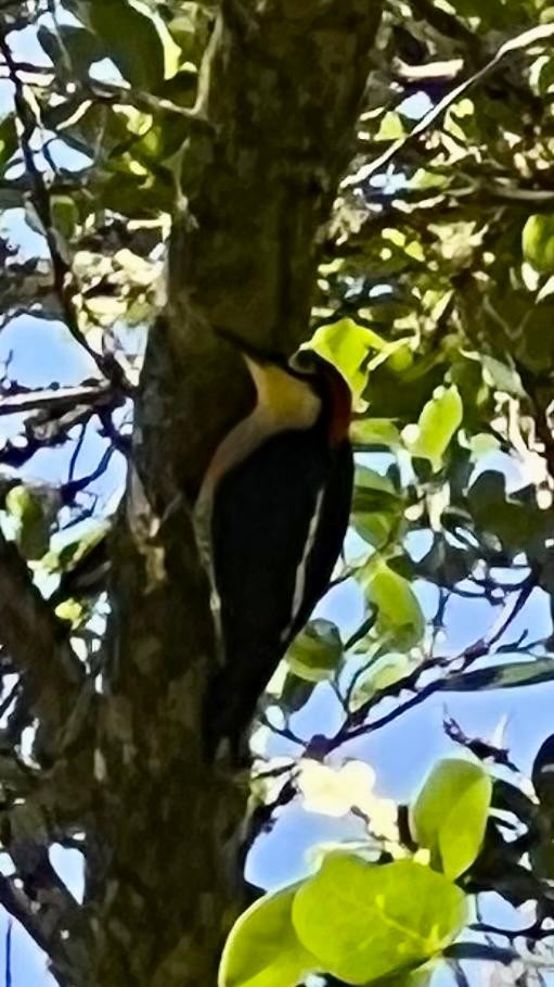 Yellow-fronted Woodpecker - ML646579305