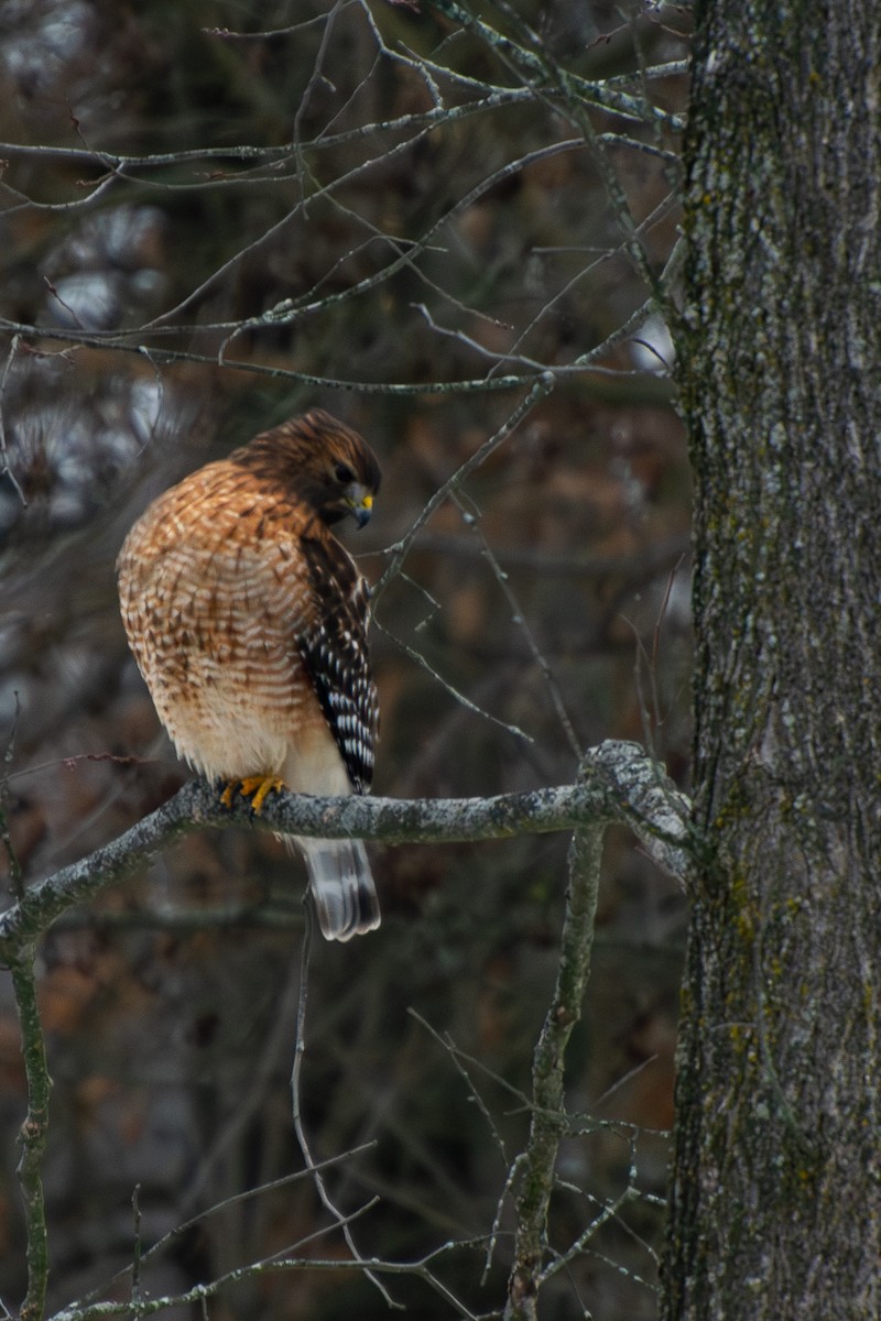 Red-shouldered Hawk - ML646579306