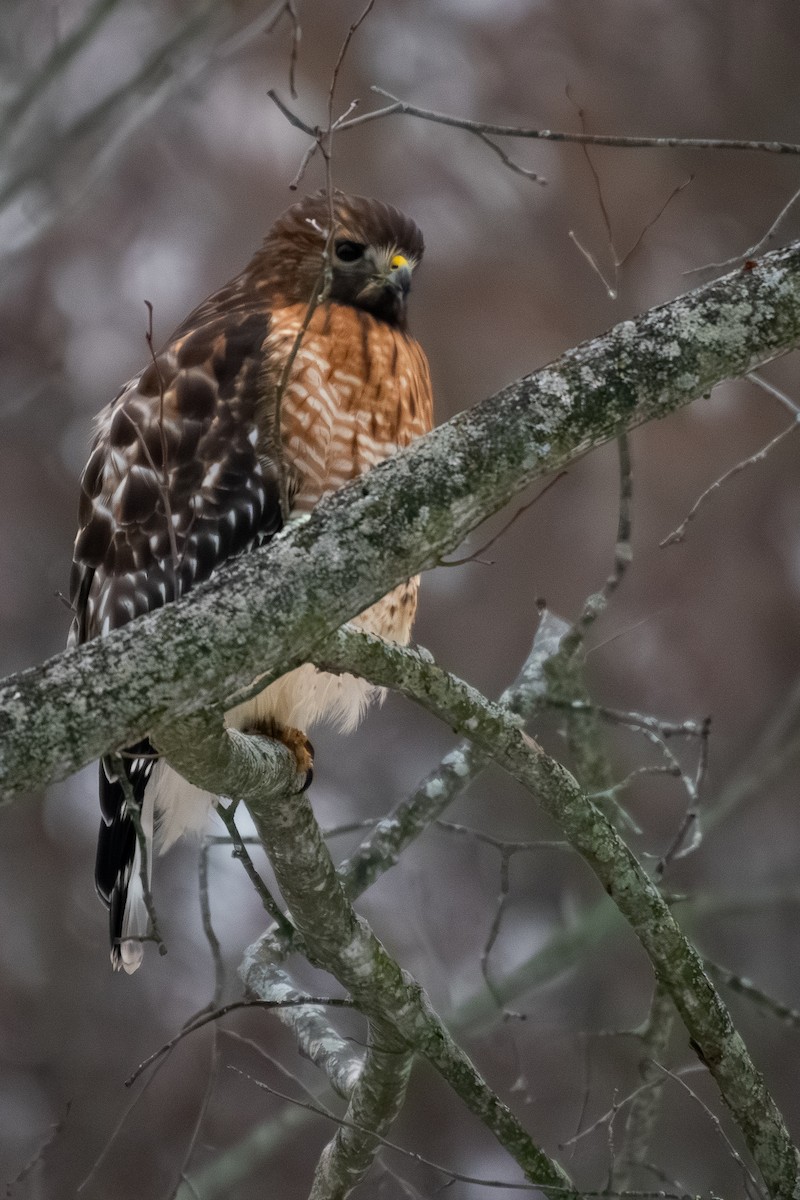 Red-shouldered Hawk - ML646579307