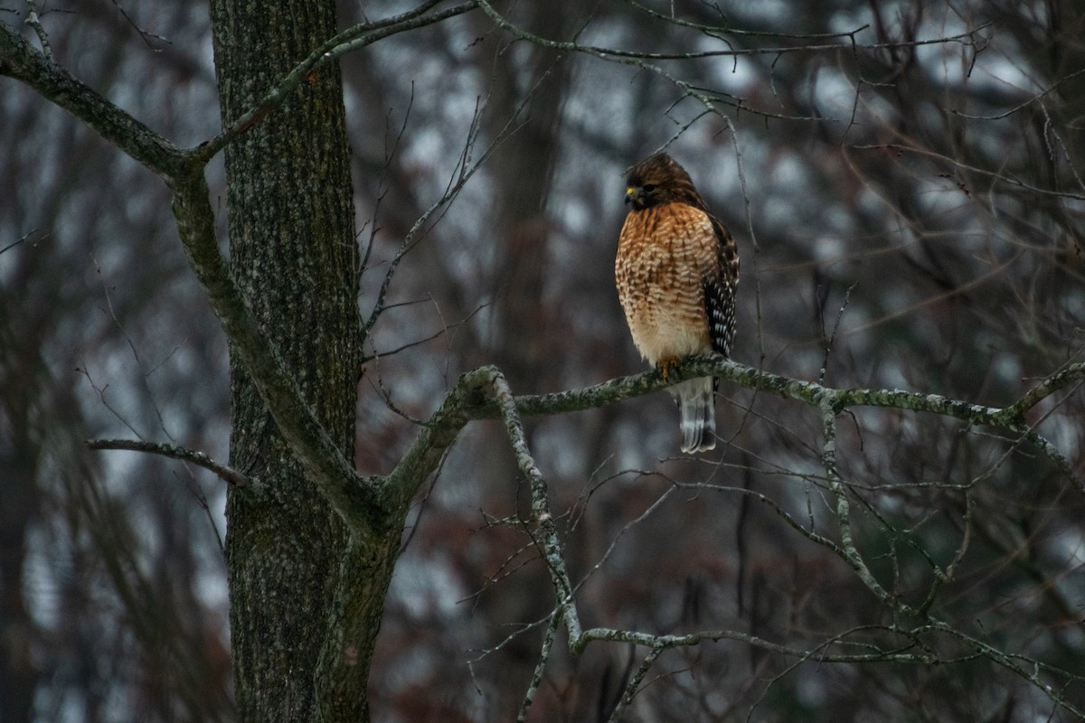 Red-shouldered Hawk - ML646579309