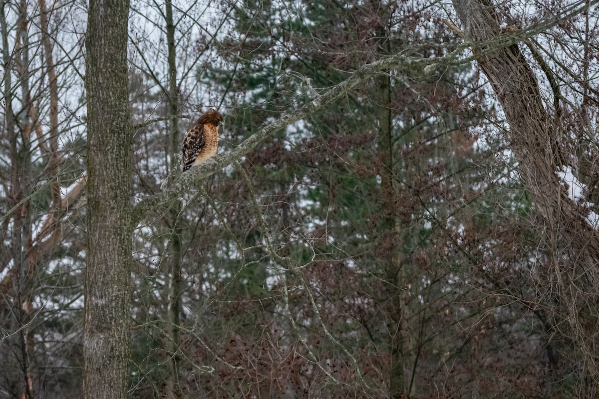 Red-shouldered Hawk - ML646579310