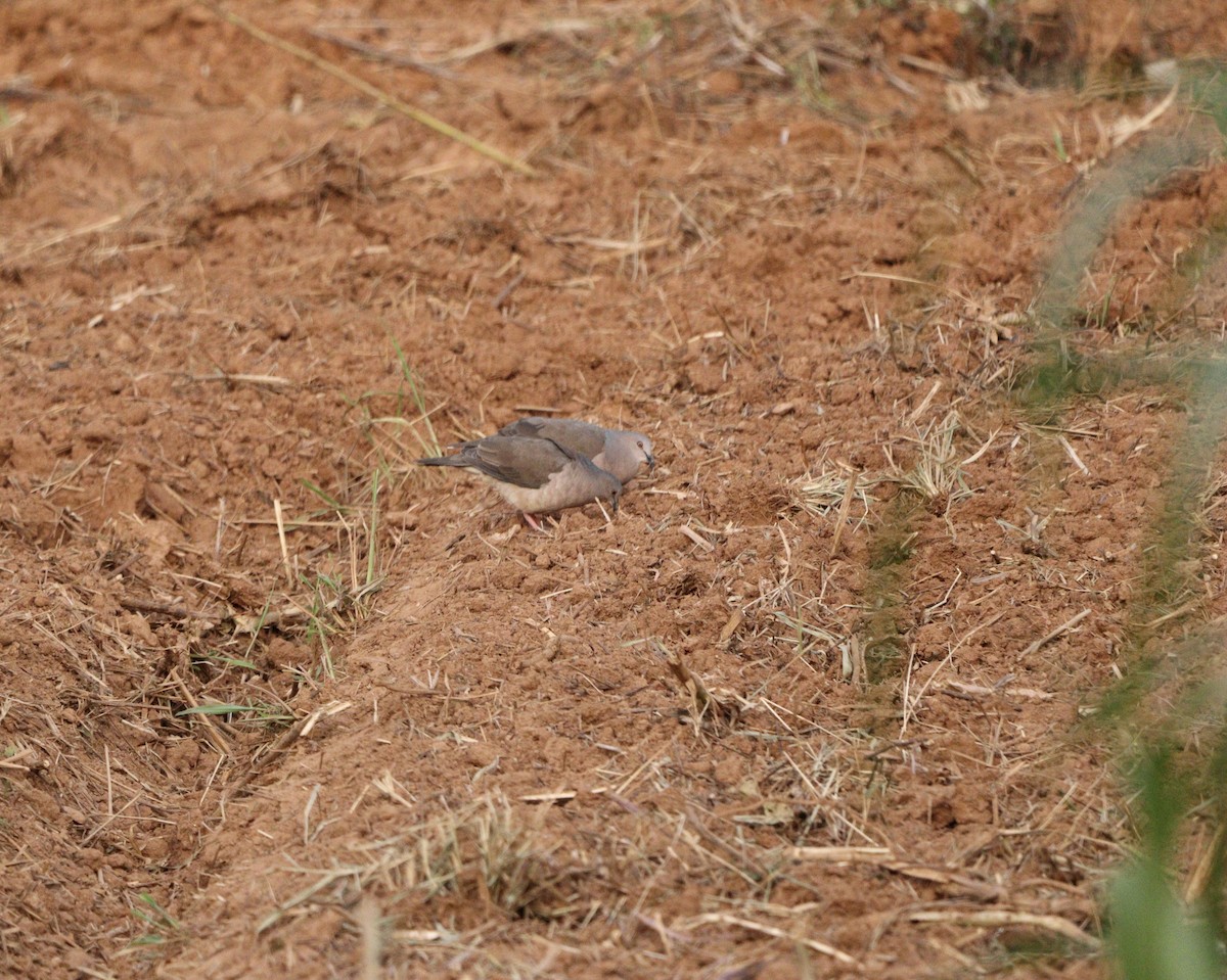 White-tipped Dove - ML646579311