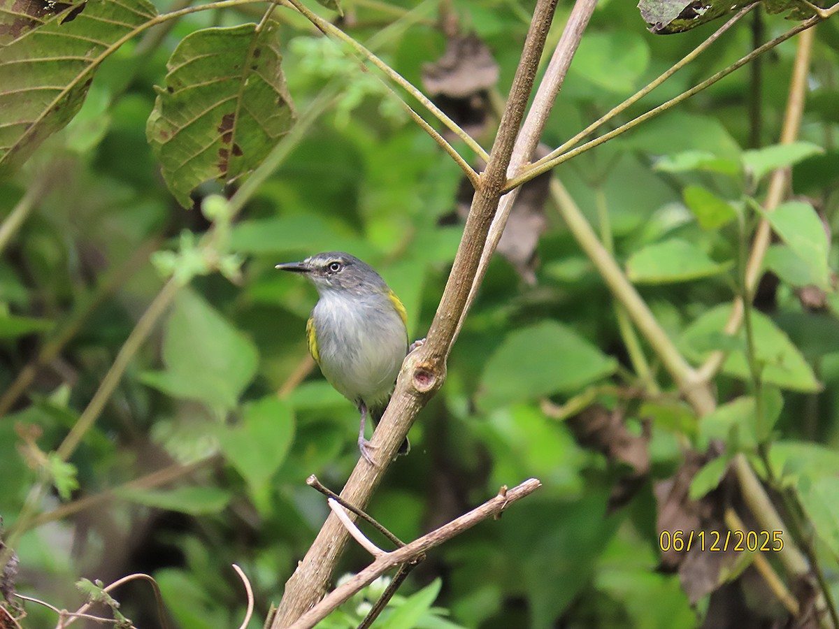 Slate-headed Tody-Flycatcher - ML646579313