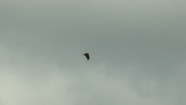 Milano Negro - ML646579319