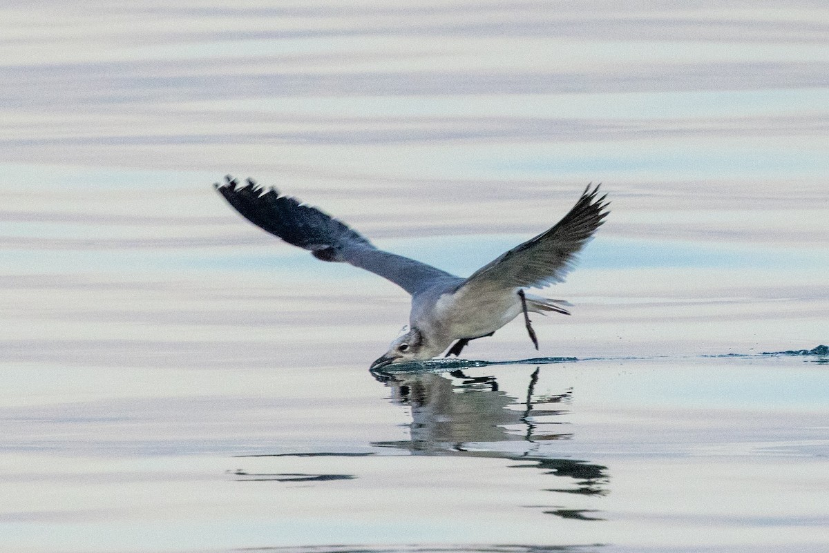 Ацтекская чайка - ML646579329