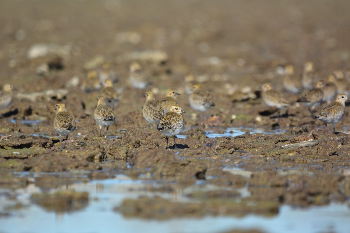 Сивка звичайна - ML646579331