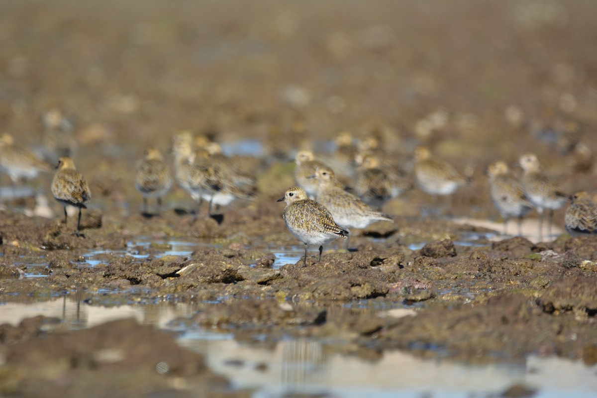 Сивка звичайна - ML646579332