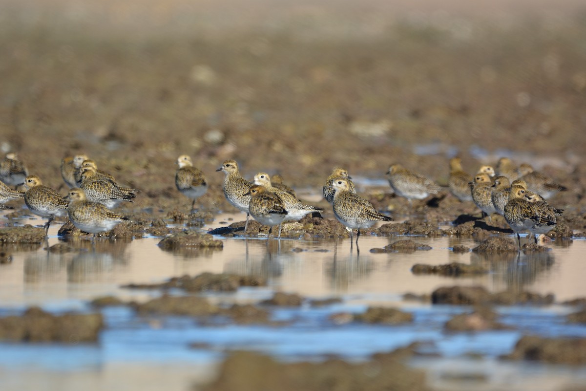 Сивка звичайна - ML646579333