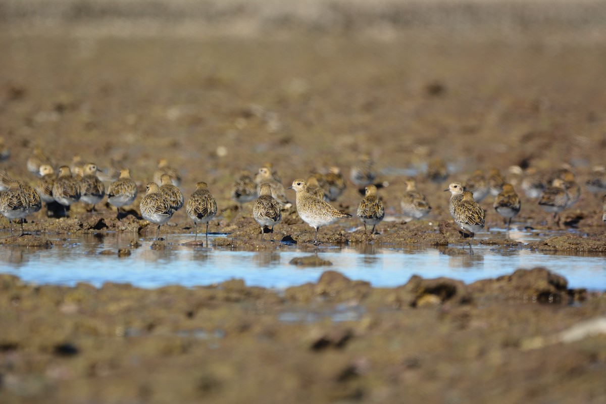 Сивка звичайна - ML646579334