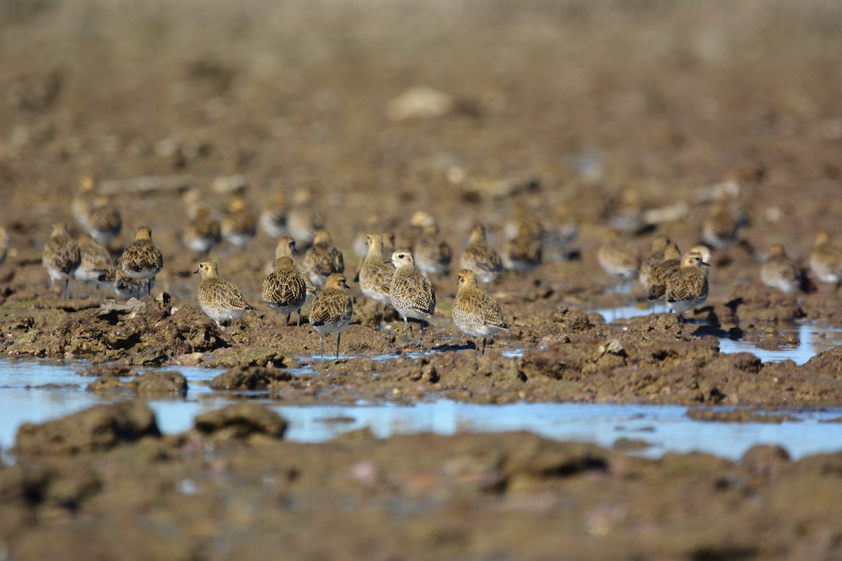 Сивка звичайна - ML646579335