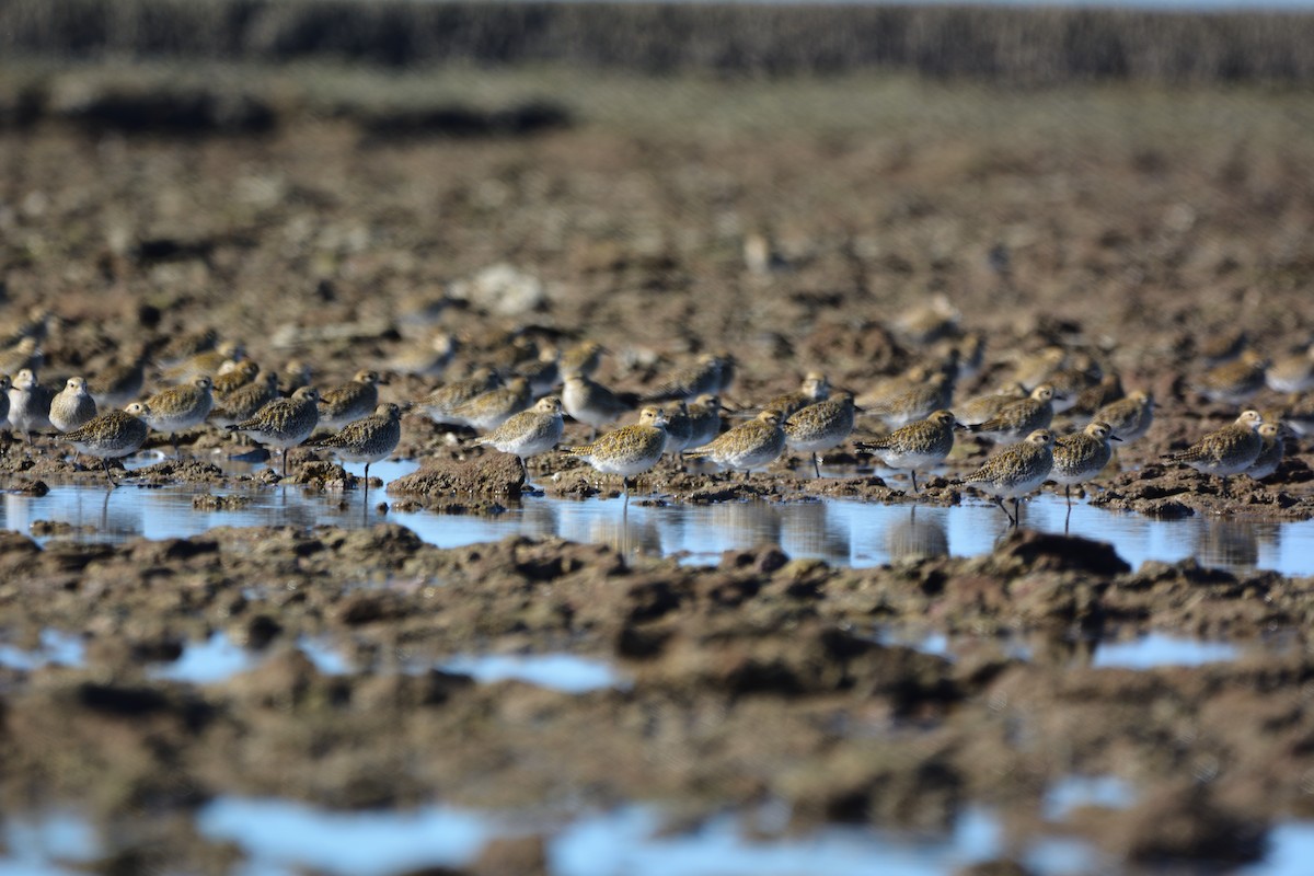 Сивка звичайна - ML646579337