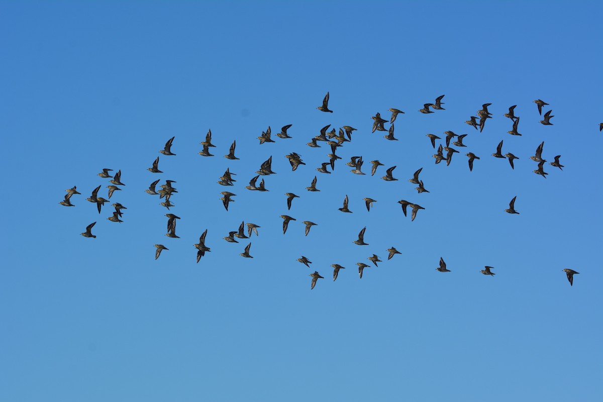 Сивка звичайна - ML646579338