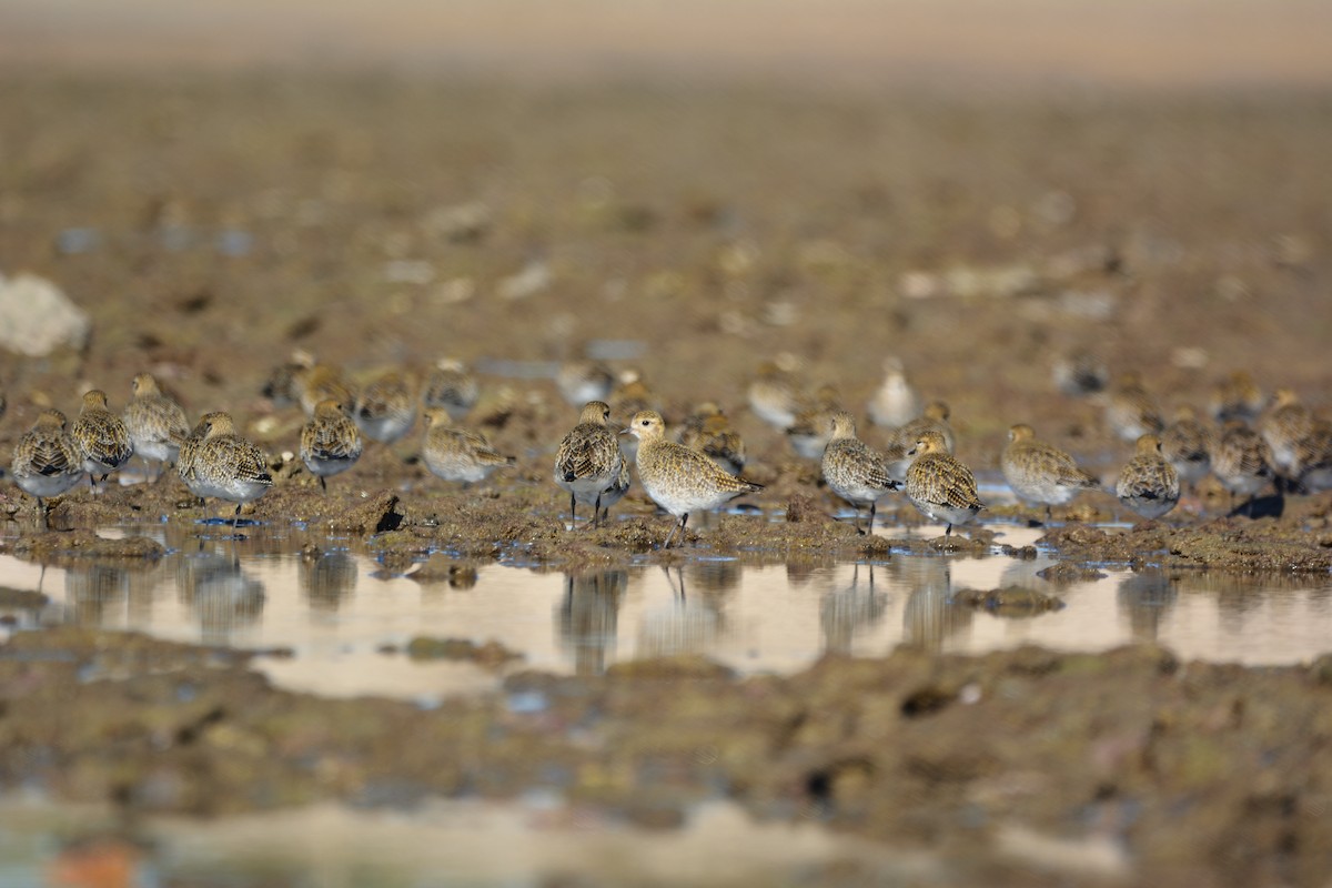 Сивка звичайна - ML646579339