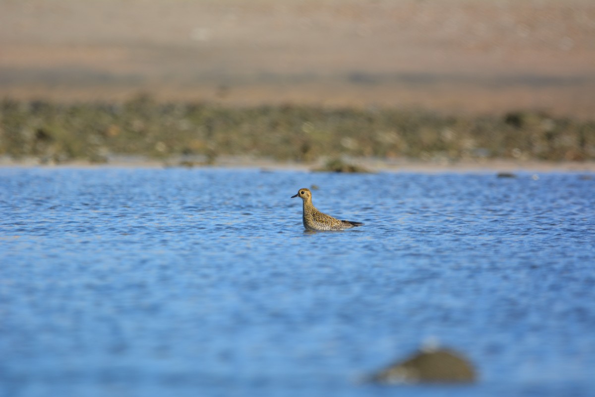 Сивка звичайна - ML646579340