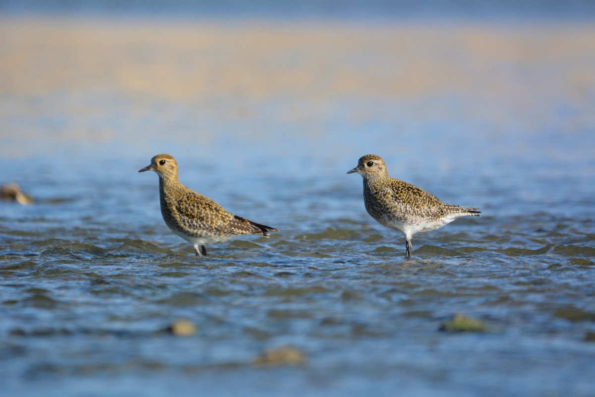 Сивка звичайна - ML646579341