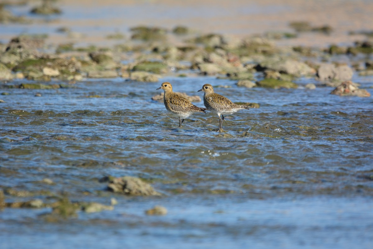 Сивка звичайна - ML646579342