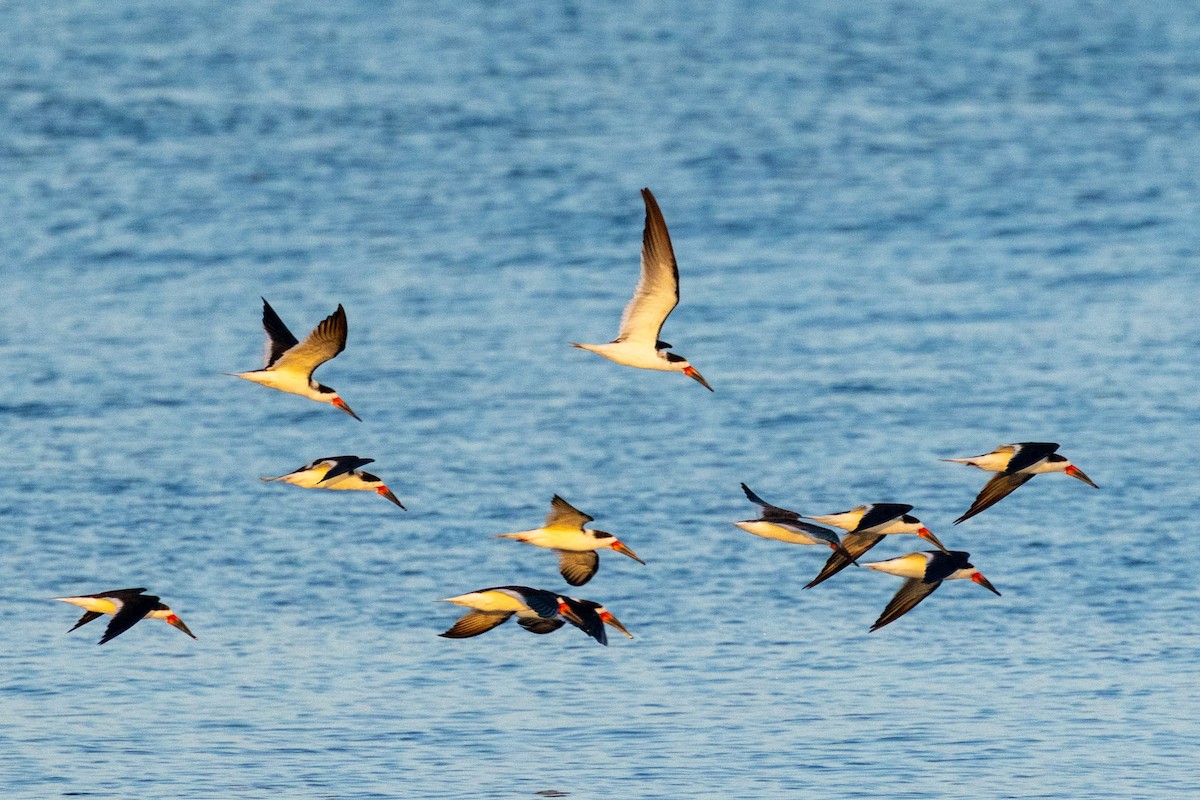 Black Skimmer - ML646579344