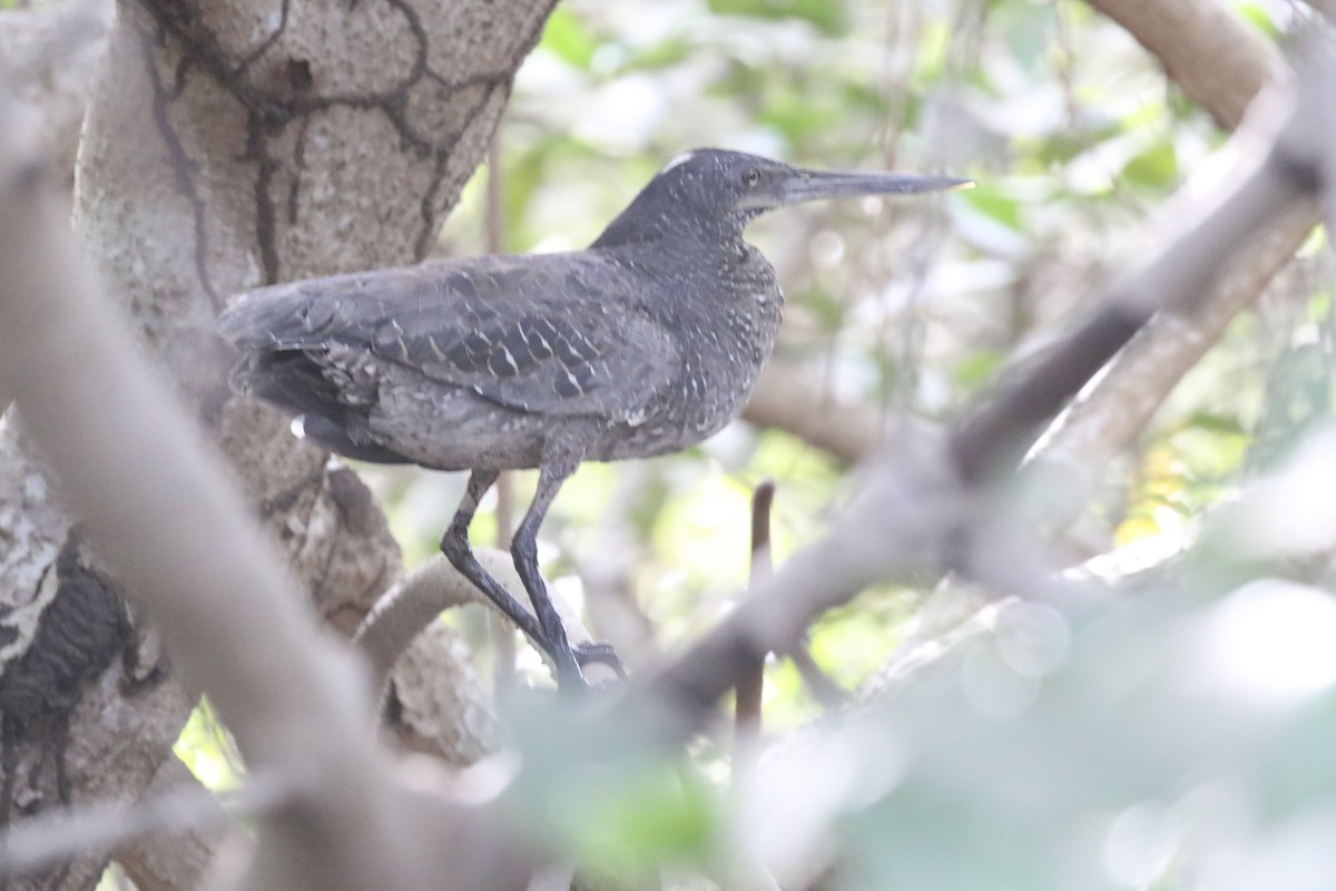 White-crested Tiger-Heron - ML646579345